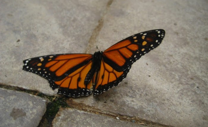 Blog-tember: 5 Things That Bring Me&nbsp;Joy